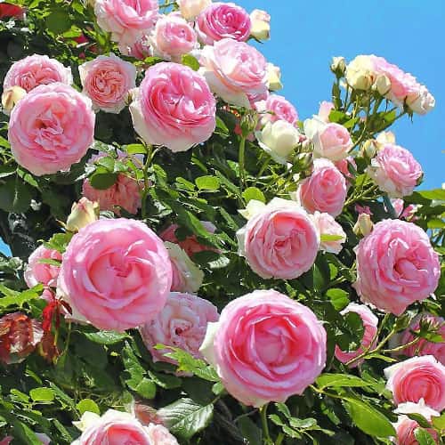 Роза плетистая Розовая крупная (Big Pink) изображение 1 артикул 2182