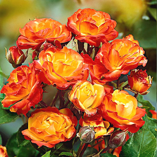 Роза плетистая Румба изображение 1 артикул 2884