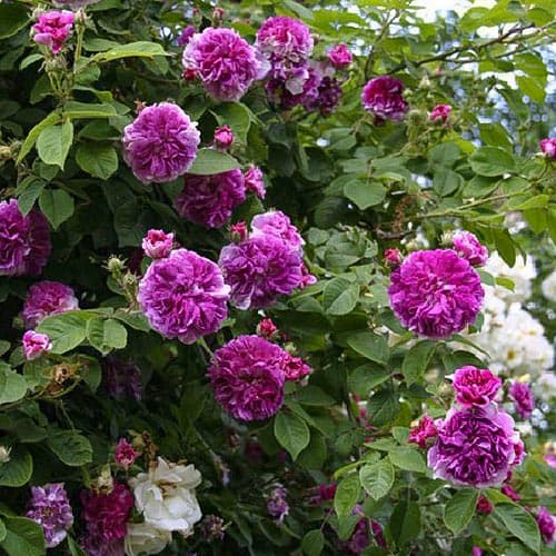 Роза плетистая Русселиана изображение 1 артикул 3782