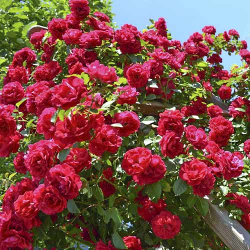 Роза плетистая Симпатия, C2 изображение 1 артикул 3819