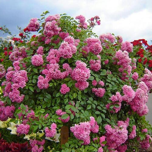 Роза плетистая Супер Дороти изображение 1 артикул 3783