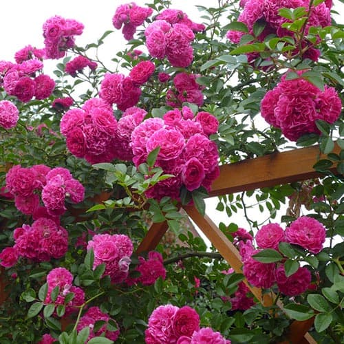 Роза плетистая Супер Эксцельза (Super Excelsa) изображение 1 артикул 3784