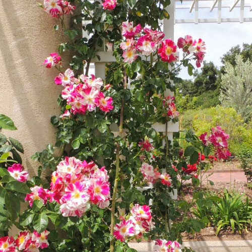 Роза плетистая Твист изображение 1 артикул 3709