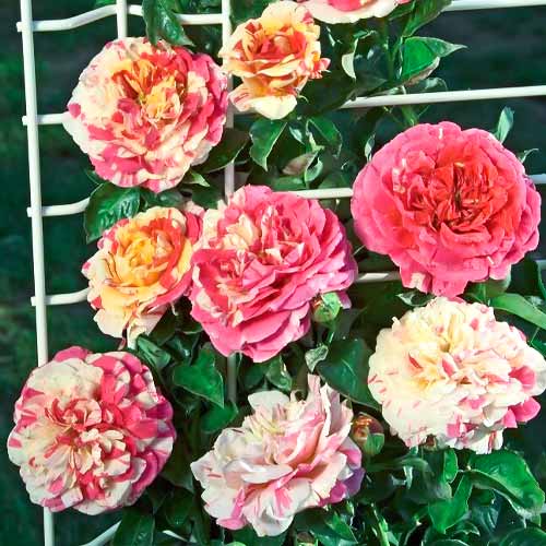 Роза плетистая Ванилла Фрейз (Vanille Fraise) изображение 1 артикул 3770