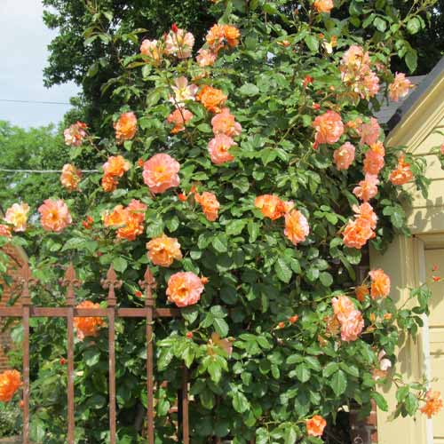 Роза плетистая Вестерленд (Westerland) изображение 1 артикул 2154