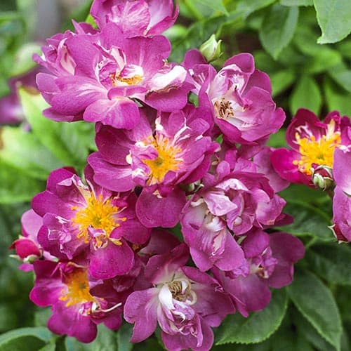 Роза плетистая Вейченблау изображение 1 артикул 3771