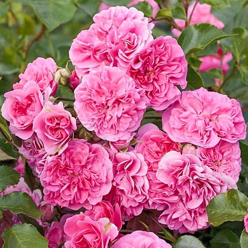 Роза почвопокровная Четыре сезона изображение 1 артикул 4613