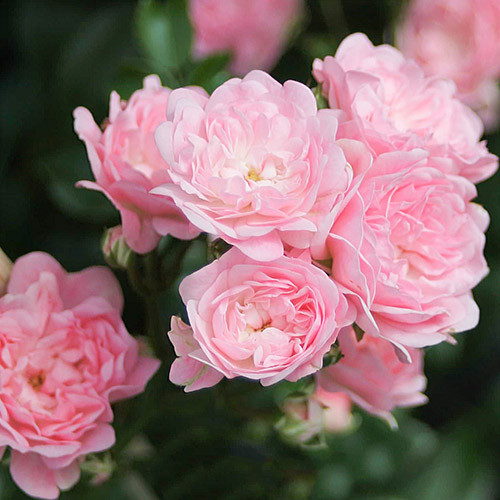 Роза почвопокровная Фейри изображение 1 артикул 3569