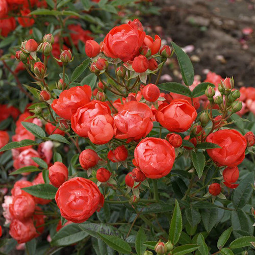 Роза почвопокровная Миниатюр Оранж изображение 1 артикул 3563