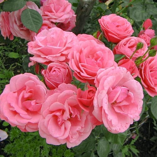 Роза почвопокровная Мирато изображение 1 артикул 4609