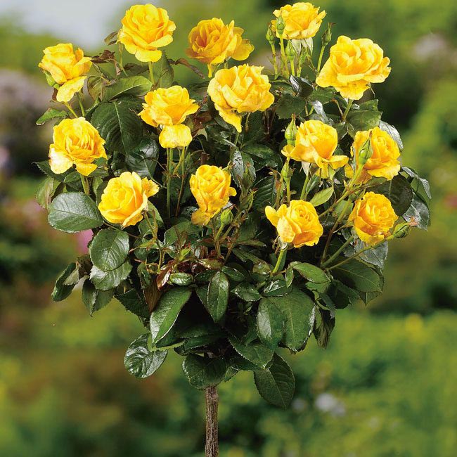 Роза штамбовая Голд изображение 1 артикул 2852