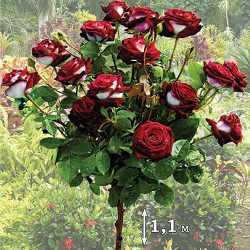 Роза штамбовая Осирия изображение 1 артикул 2848