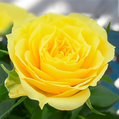 Роза спрей Аполло изображение 1 артикул 4583