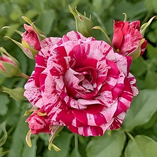 Роза спрей Арроу Фолиес (Arrow Folies) изображение 1 артикул 6072