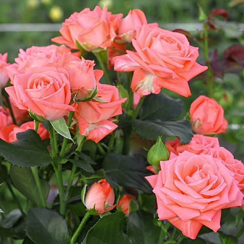 Роза спрей Барбадос (Barbados) изображение 1 артикул 3712