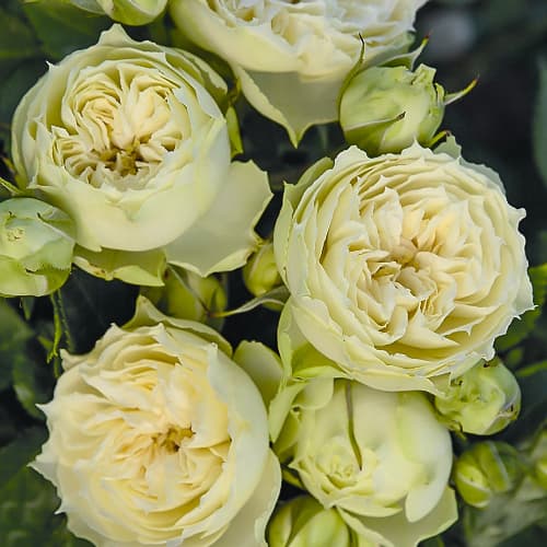 Роза спрей Бланшетт (Blanchette) изображение 1 артикул 6049