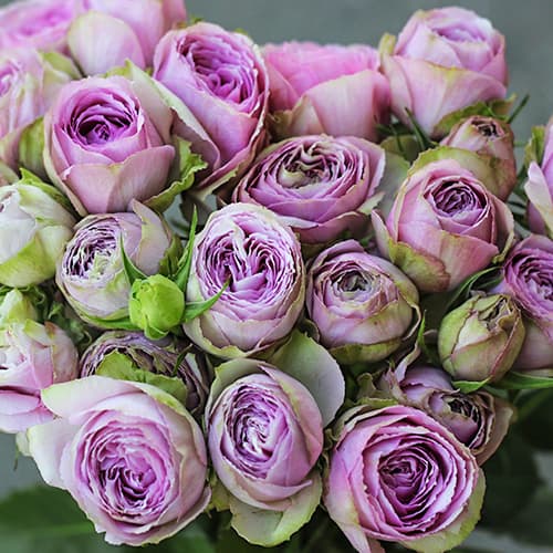 Роза спрей Блоссом Бабблс (Blossom Bubbles) изображение 1 артикул 6050