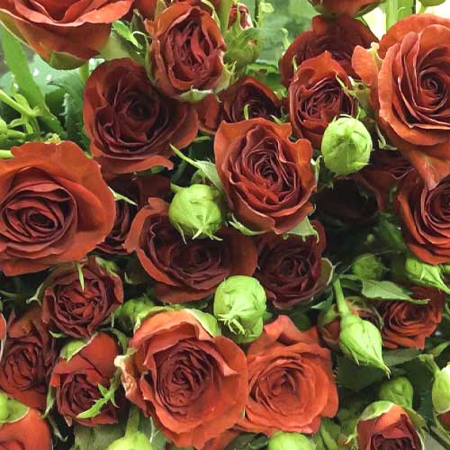 Роза спрей Браун Шугар, C2 изображение 1 артикул 3820