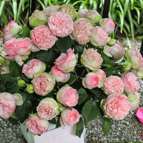 Роза спрей Чарминг Пиано (Сharming Piano) изображение 1 артикул 6079