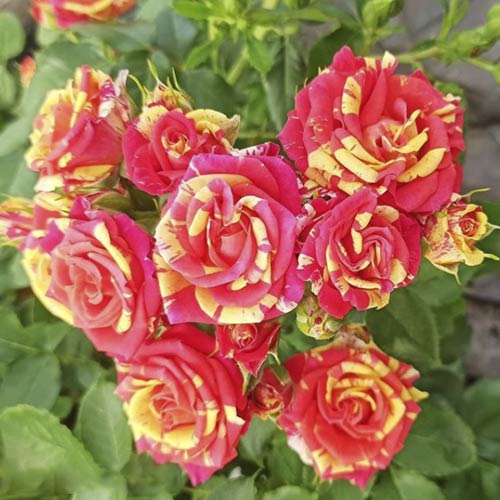 Роза спрей Файер Флеш, C2 изображение 1 артикул 3824