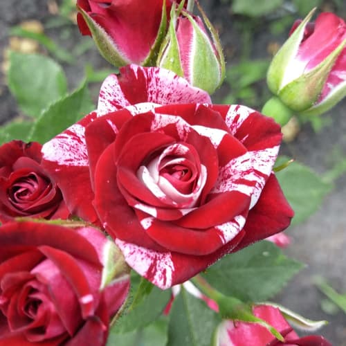 Роза спрей Флеш Найт, C2 изображение 1 артикул 3825