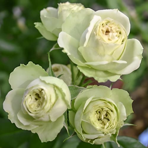 Роза спрей Грин Глоу (Green Glow) изображение 1 артикул 2232