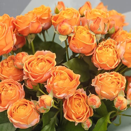 Роза спрей Корал Баблс (Coral Bubbles) изображение 1 артикул 1517