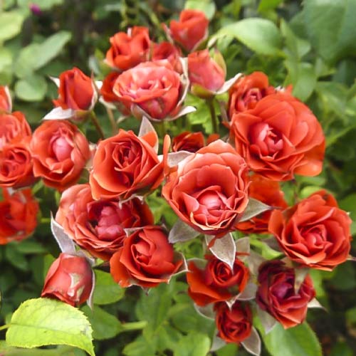 Роза спрей Коралловый, C2 изображение 1 артикул 3821