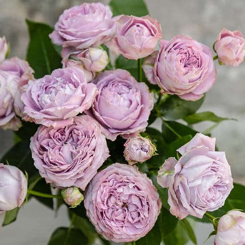 Роза спрей Лавендер Бабблс (Lavender Bubbles) изображение 1 артикул 6073