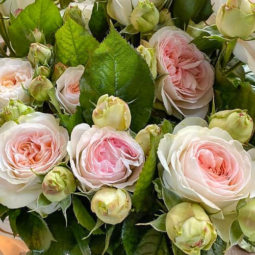 Роза спрей Лорена Саммерхаус (Lоrena Summerhouse) изображение 1 артикул 6074