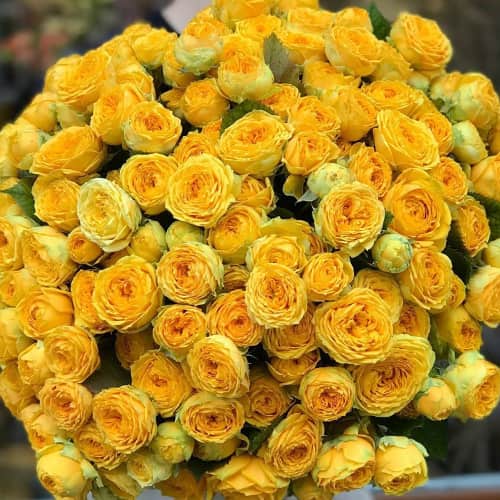 Роза спрей Луна Трендсеттер (Luna Trendsetter) изображение 1 артикул 6075