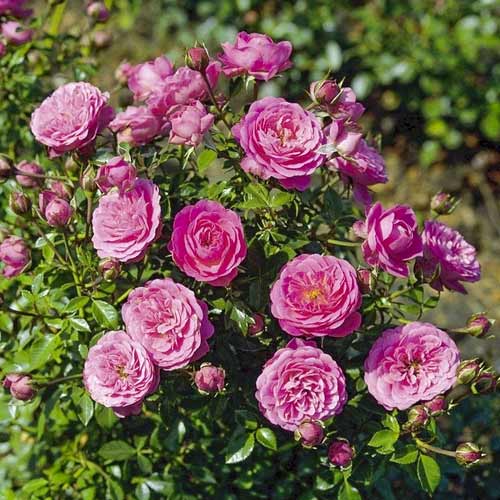 Роза спрей Малиновая, C2 изображение 1 артикул 3822