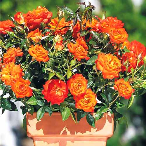 Роза спрей Мандарин изображение 1 артикул 2235