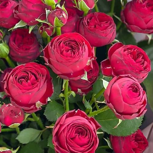 Роза спрей Марун (Marun) изображение 1 артикул 6076