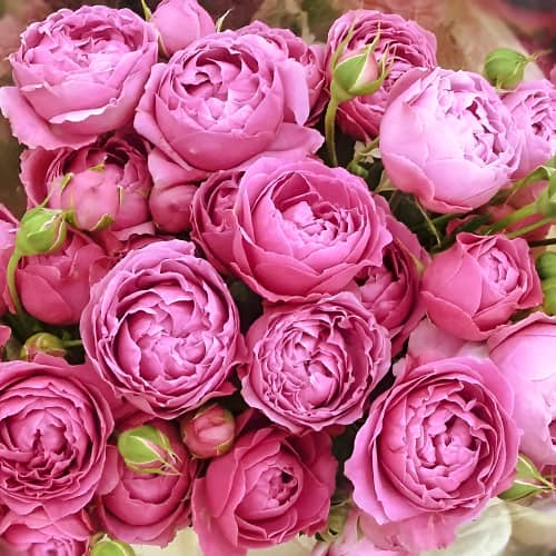 Роза спрей Мисти Бабблс (Misty Bubbles) изображение 1 артикул 1515