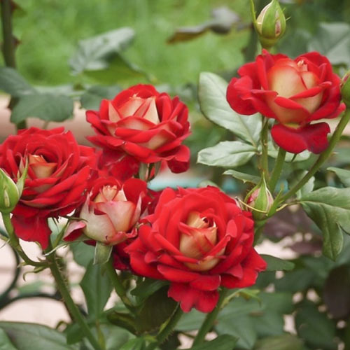 Роза спрей Нью Фешн, C2 изображение 1 артикул 3888