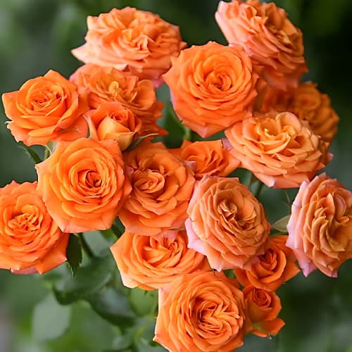 Роза спрей Оранж Бейби (Orange Baby) изображение 1 артикул 2236