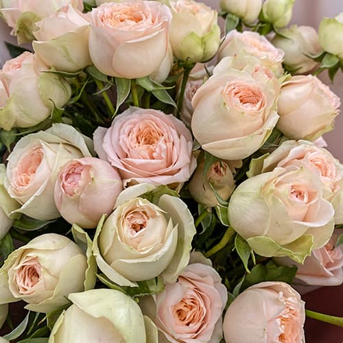 Роза спрей Павлова (Pavlova) изображение 1 артикул 6077