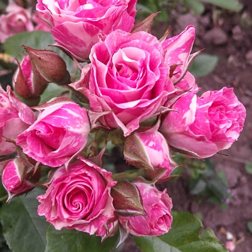 Роза спрей Пинк Флеш (Pink Flash) изображение 1 артикул 2237