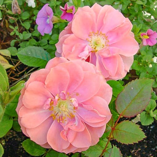 Роза спрей Рандилла Роуз изображение 1 артикул 4591