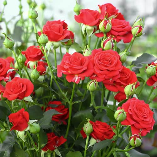 Роза спрей Ред Микадо (Red Mikado) изображение 1 артикул 2238