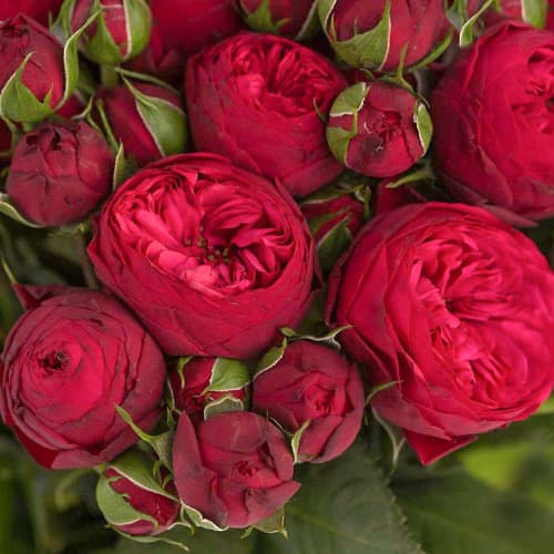 Роза спрей Ред Пиано (Red Piano) изображение 1 артикул 1519