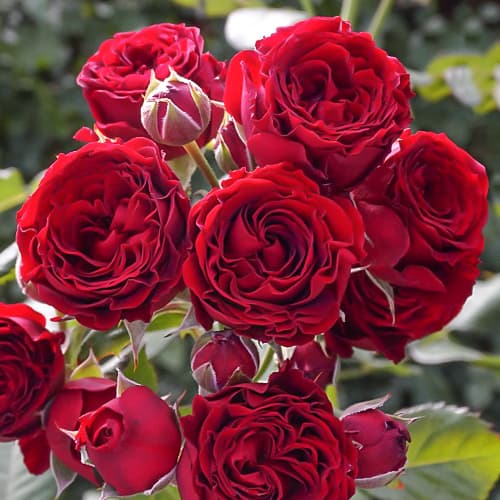 Роза спрей Ред Сенсейшн (Red Sensation) изображение 1 артикул 2239