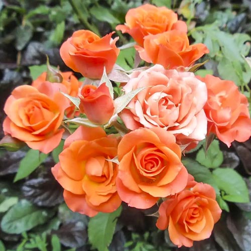 Роза спрей Рыжик, C2 изображение 1 артикул 3823