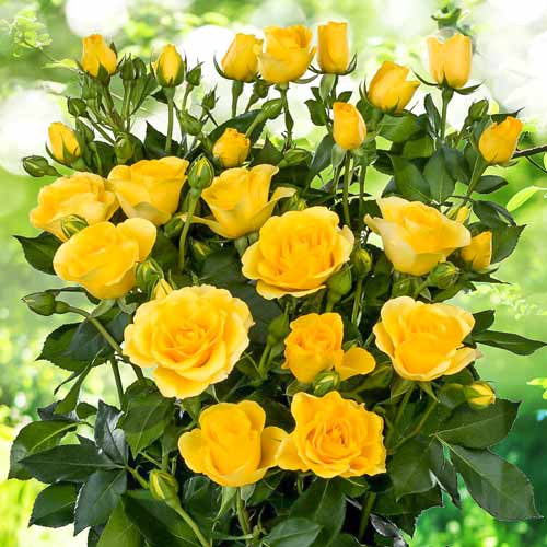 Роза спрей Сан Сити изображение 1 артикул 2240