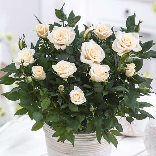 Роза спрей Сноу Дэнс артикул фото 1 Роза спрей Сноу Дэнс изображение 1 артикул 2241