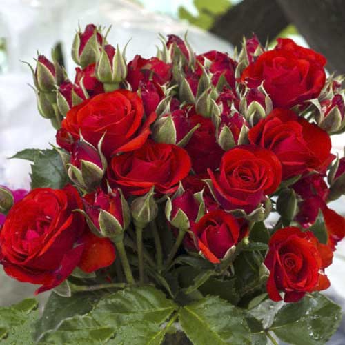 Роза спрей Темно Красная, C2 изображение 1 артикул 3893