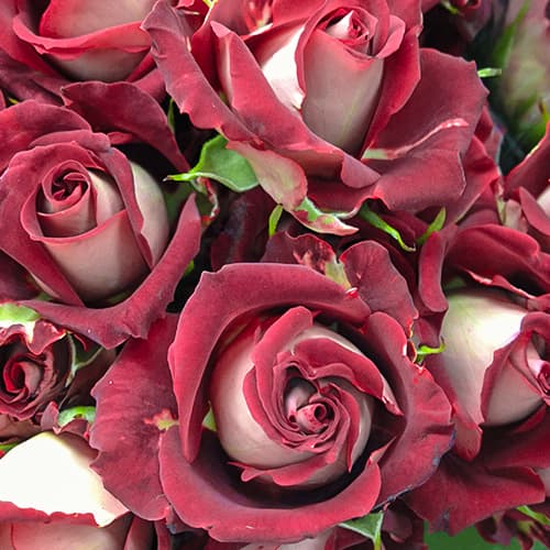 Роза спрей Тирамису (Tiramisu) изображение 1 артикул 6053