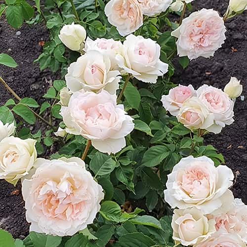 Роза спрей Веддинг Романтика (Wedding Romantica) изображение 1 артикул 3809