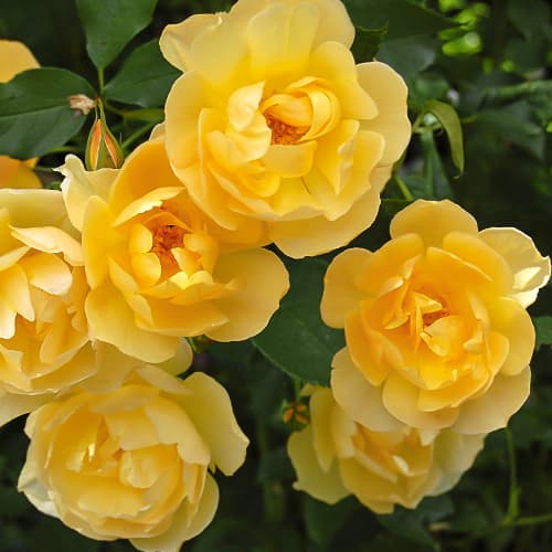 Роза спрей Йеллоу Стар (Yellow Star) изображение 1 артикул 2233